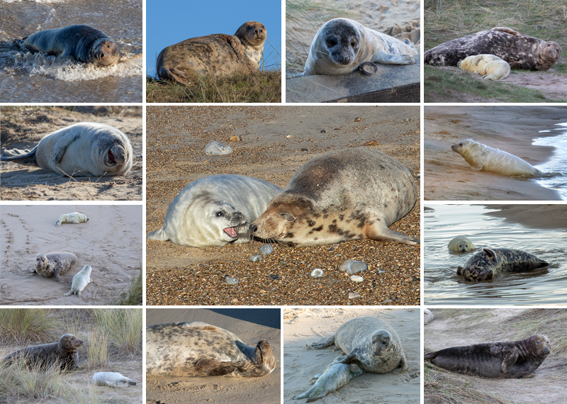 Seals in the wild - 9th December 2022