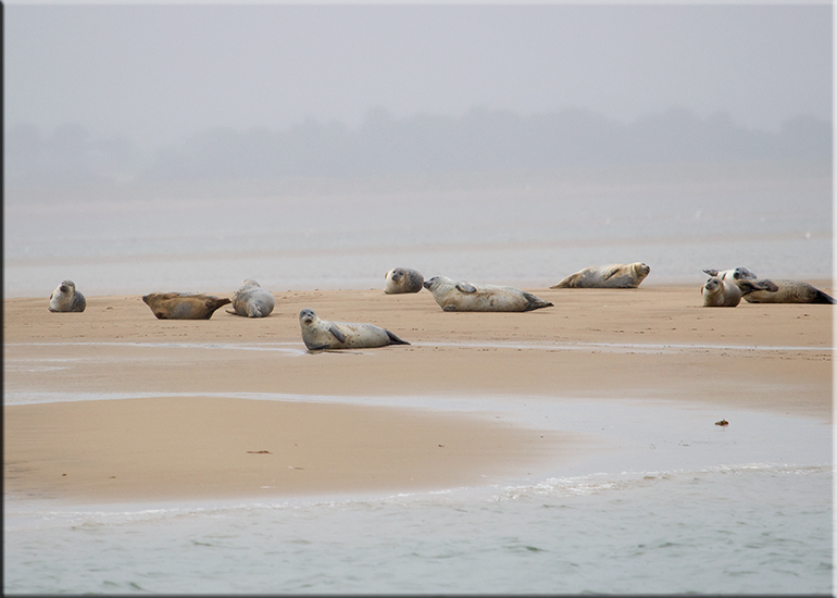Seal Colony on one of the sand banks in the Wash!