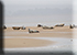 Seal Colony
