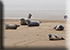 Seal Colony