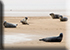Seal Colony