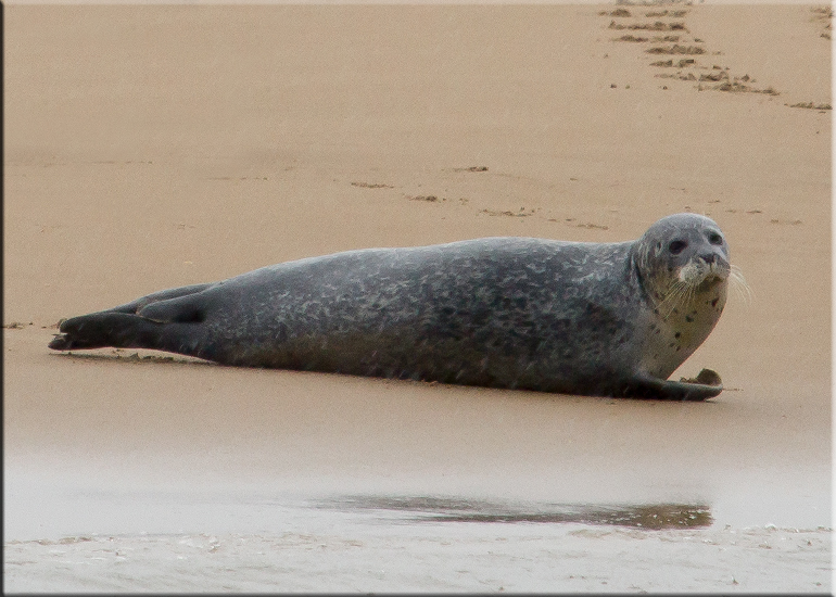 Seal Colony on one of the sand banks in the Wash!