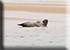 Seal Colony