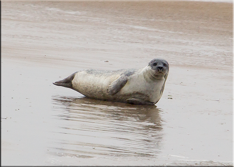 Seal Colony on one of the sand banks in the Wash!
