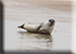 Seal Colony