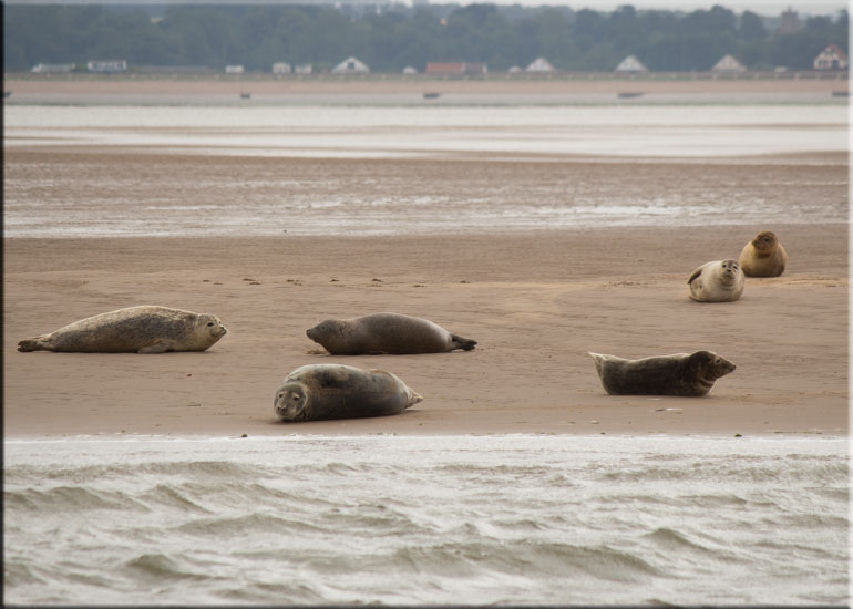 Seal Colony on one of the sand banks in the Wash!