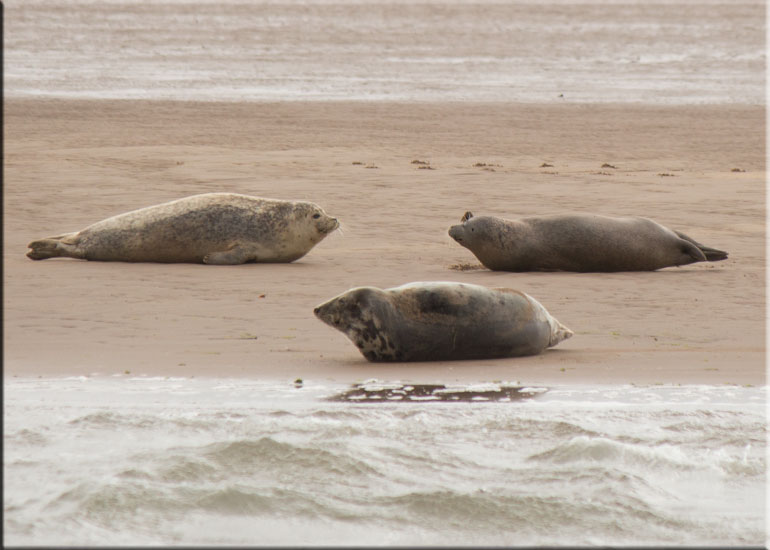 Seal Colony on one of the sand banks in the Wash!