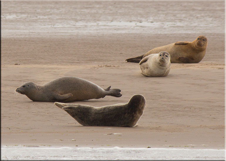 Seal Colony on one of the sand banks in the Wash!
