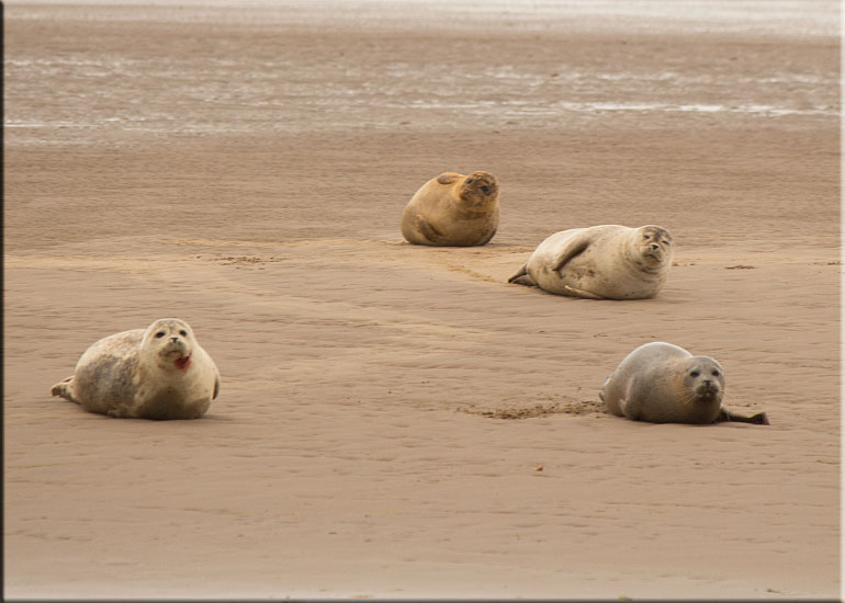 Seal Colony on one of the sand banks in the Wash!