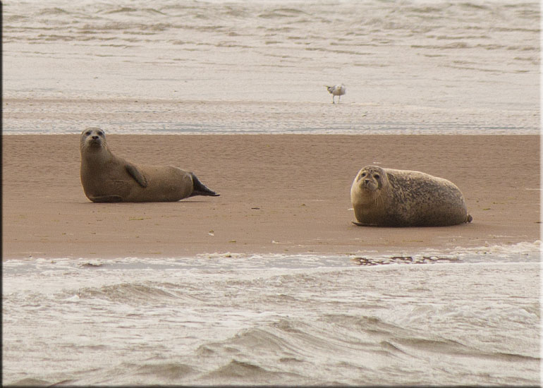 Seal Colony on one of the sand banks in the Wash!