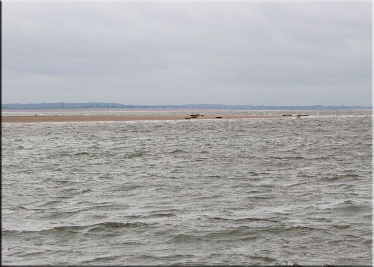 Seal Colony on one of the sand banks in the Wash!