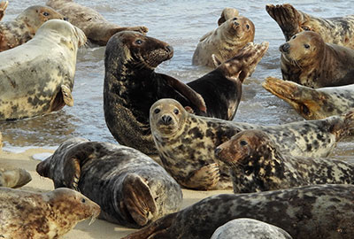 Seal in the Wild