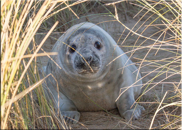 Seal Colony