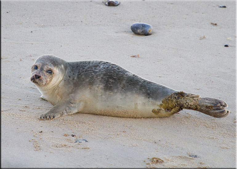 Seal Colony