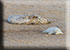 Seal Colony