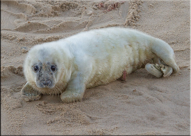Seal Colony