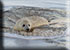 Seal Colony