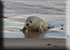 Seal Colony