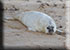 Seal Colony