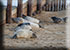 Seal Colony