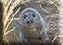 Seal Colony