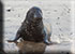 Seal Colony