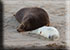 Seal Colony