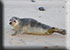 Seal Colony