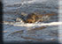 Seal Colony