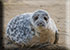 Seal Colony