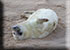 Seal Colony