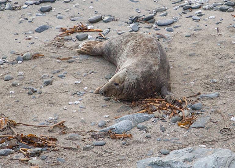 Seal Colony