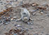 Seal Colony