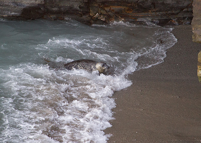 Seal Colony