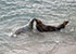 Seal Colony