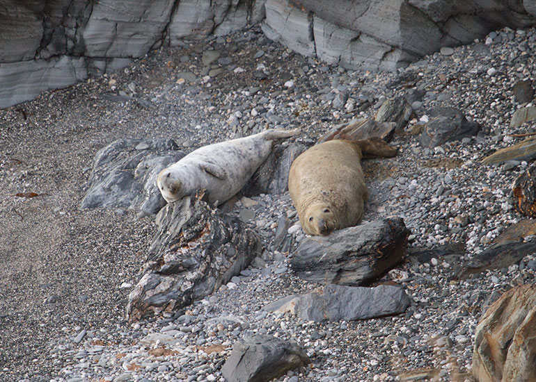 Seal Colony