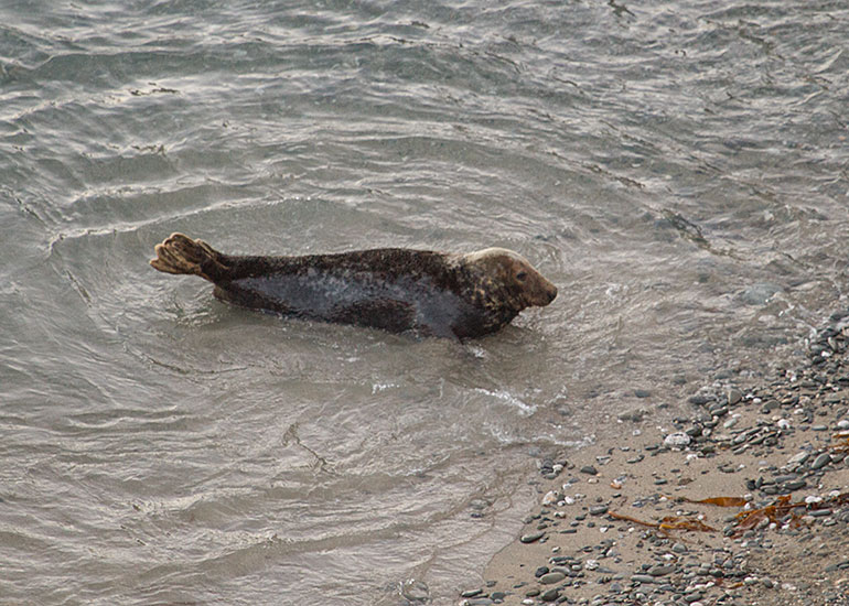 Seal Colony
