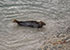 Seal Colony