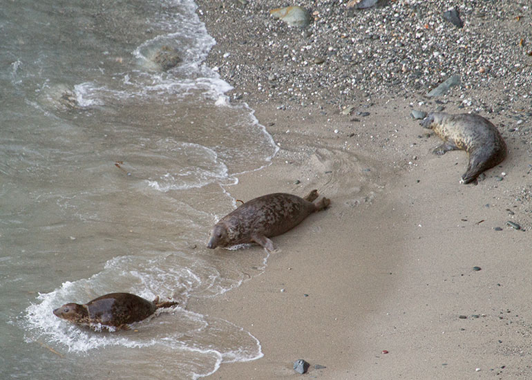 Seal Colony