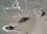 Seal Colony