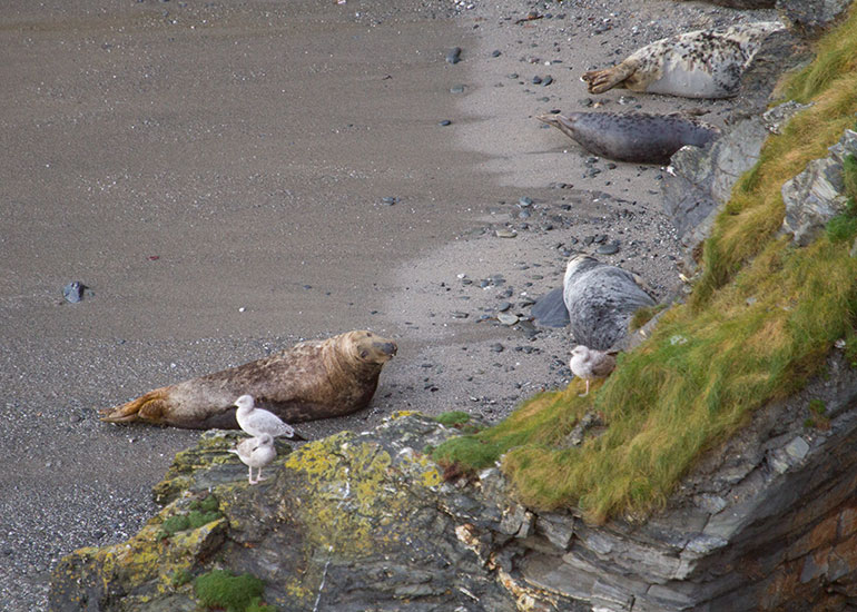 Seal Colony