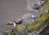 Seal Colony