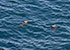 Seal Colony