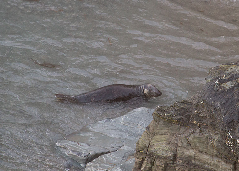 Seal Colony
