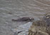 Seal Colony