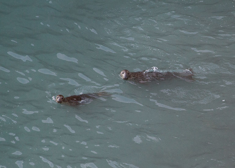 Seal Colony