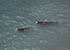 Seal Colony