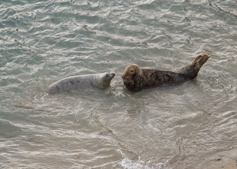Seal Colony