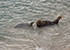 Seal Colony