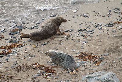 Grey Seal Colony